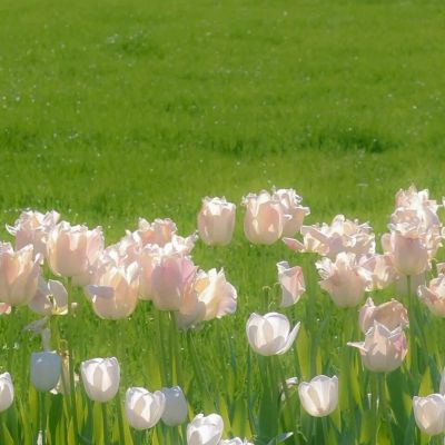 很罕见又很好看的头像(精选12张)