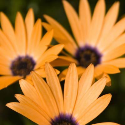 女人50岁优雅的风景微信头像(精选12张)