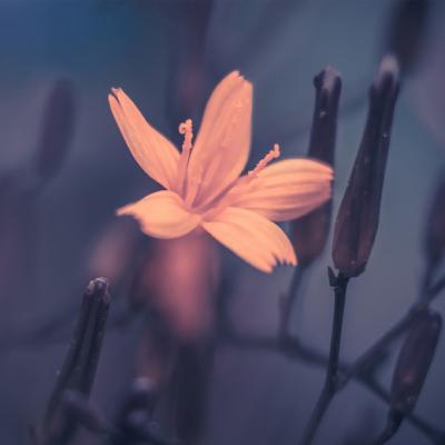 女人50岁优雅的风景微信头像(精选12张)