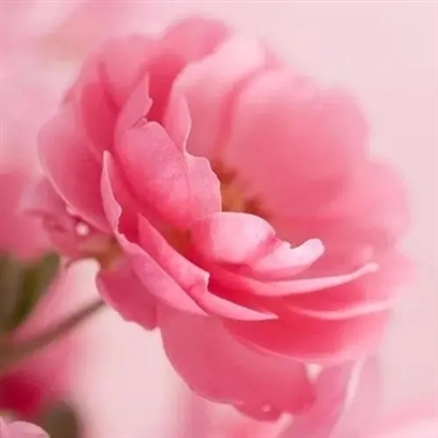 女人50岁优雅的风景微信头像(精选12张)