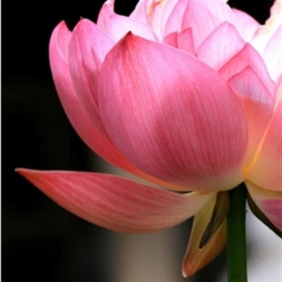 50岁中年人微信头像花大红荷花