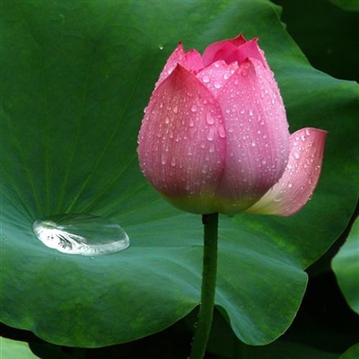 50岁中年人微信头像花大红荷花