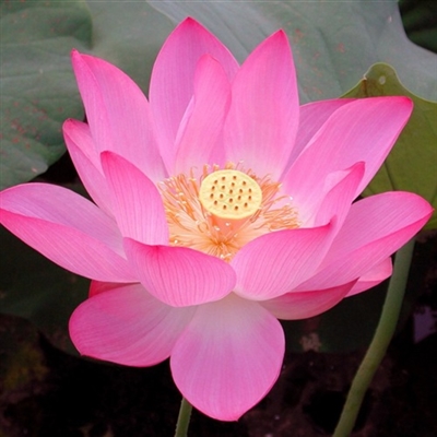 50岁中年人微信头像花大红荷花