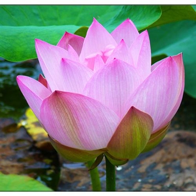 50岁中年人微信头像花大红荷花