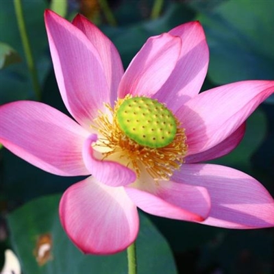 50岁中年人微信头像花大红荷花