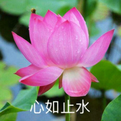 50岁中年人微信头像花大红荷花