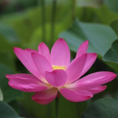 50岁中年人微信头像花大红荷花