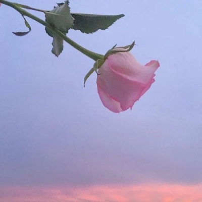 全网最漂亮的头像图片(精选12张)