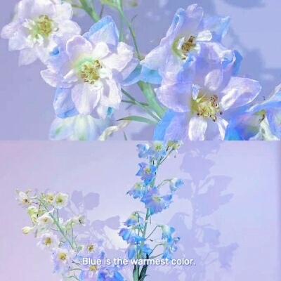 全网最漂亮的头像图片(精选12张)