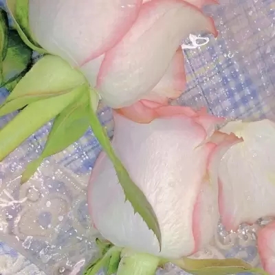 全网最漂亮的头像图片(精选12张)