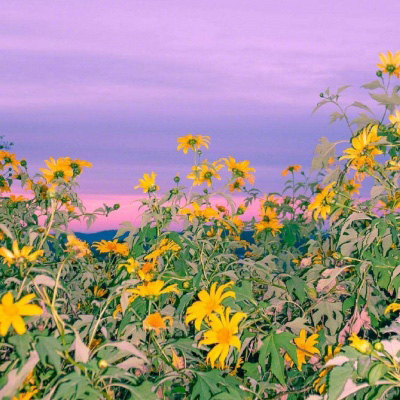 全网最漂亮的头像图片(精选12张)