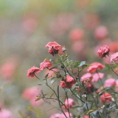 全网最漂亮的头像图片(精选12张)