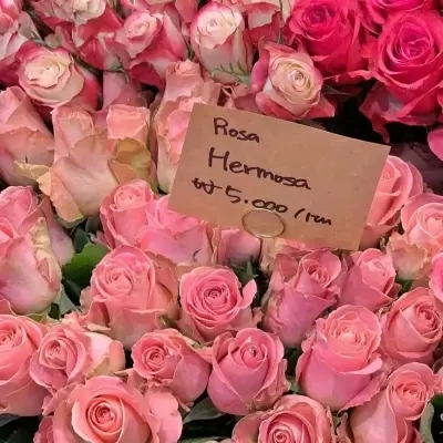 中年人抖音头像(精选12张)