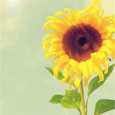 2023阳光正能量的头像(精选10张)