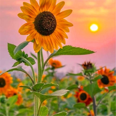 2023阳光正能量的头像(精选10张)