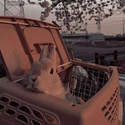 2023图片大全好看头像唯美