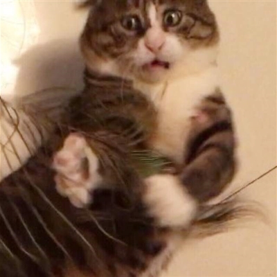 一看就很沙雕的头像(精选12张)