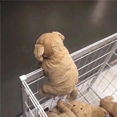 小众且怪异头像(精选12张)