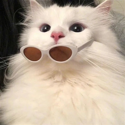 小众且怪异头像(精选12张)