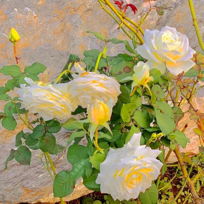 女生背景图片2023新款(精选12张)