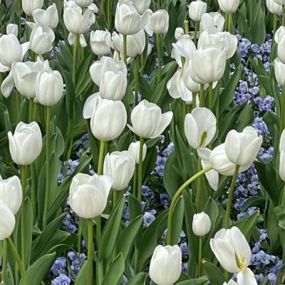 低调又高雅的微信头像