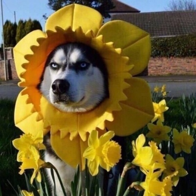 让人一看就想笑的沙雕头像(精选12张)