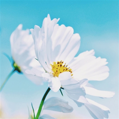 2023漂亮又好看的头像图片(精选12张)