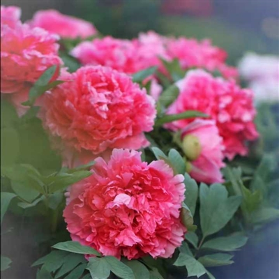 适合长期用的微信头像中年人