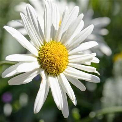 2023年适合50岁女人微信头像(精选12张)