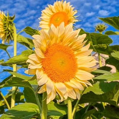 2023最火好运微信头像(精选10张)