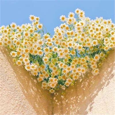 2023最火好运微信头像(精选10张)