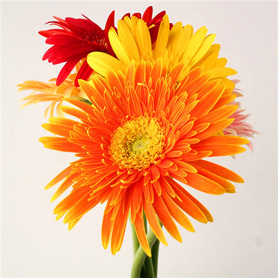 2023适合一辈子好运头像(精选14张)