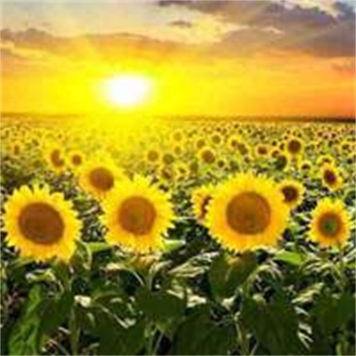 能让人心情阳光的头像(精选12张)