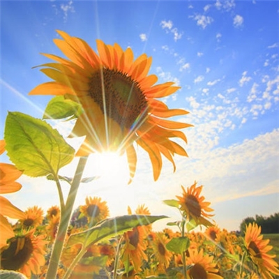 能让人心情阳光的头像(精选12张)