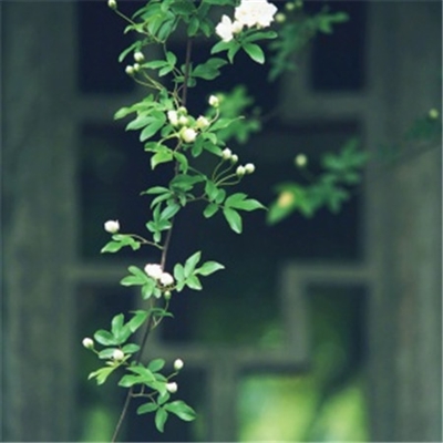 简单干净好看微信头像(精选42张)