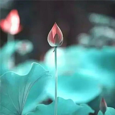 简单干净好看微信头像(精选42张)