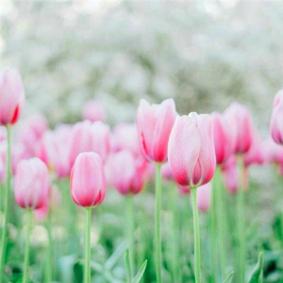 简单干净好看微信头像(精选42张)