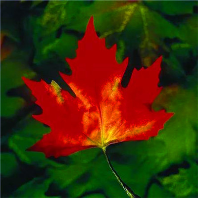 头像2023最火自然风景(45张)