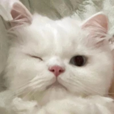 头像2023最火可爱动物(34张)