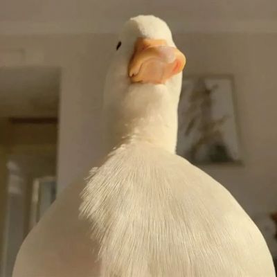 头像2023最火可爱动物(34张)