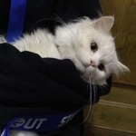 头像2023最火可爱动物(34张)