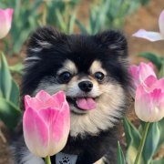 头像2023最火可爱动物(34张)