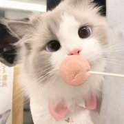 头像2023最火可爱动物(34张)