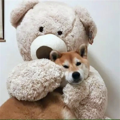 头像2023最火可爱动物(34张)