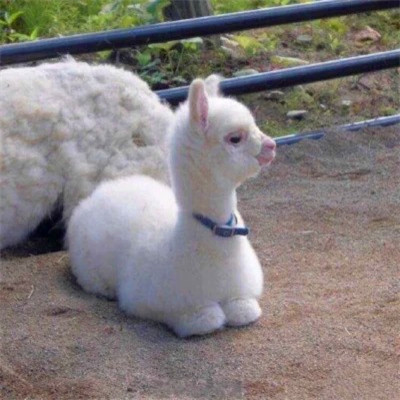 头像2023最火可爱动物(34张)