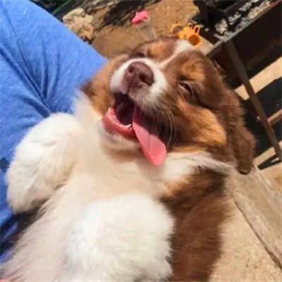 头像2023最火可爱动物(34张)