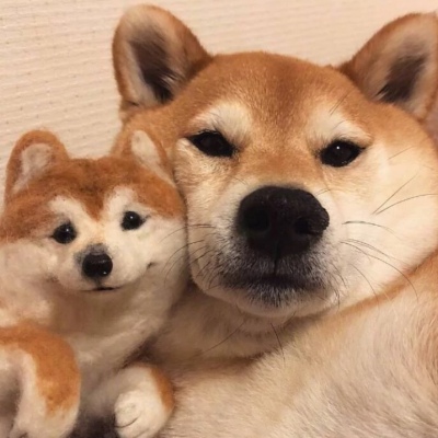 头像2023最火可爱动物(34张)