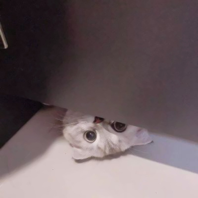 头像2023最火可爱动物(34张)