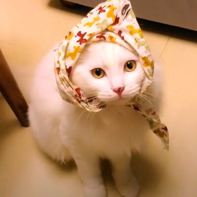 头像2023最火可爱动物(34张)