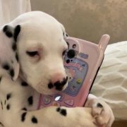 头像2023最火可爱动物(34张)